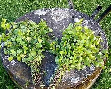 Lomatila Ollila 홀리데이파크 *
